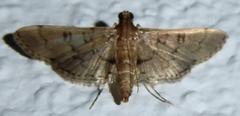 Nacoleia charesalis
