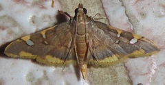 Prophantis adusta
