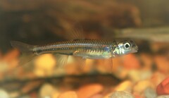 Notropis