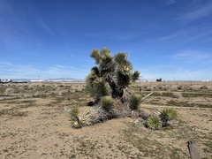 Yucca brevifolia