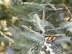 Olbonoma triptycha