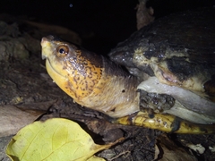Kinosternon scorpioides
