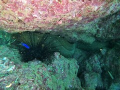 Gymnothorax castaneus