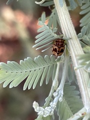 Peltoschema oceanicum