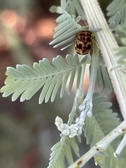 Peltoschema oceanicum