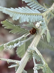 Peltoschema oceanicum