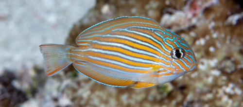 Striped Surgeonfish, photo 2 of 10