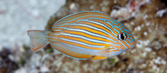 Lined Surgeonfish photo 2