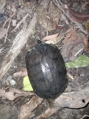 Kinosternon scorpioides