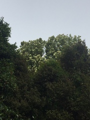 Backhousia citriodora