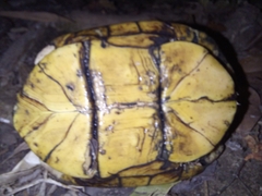 Kinosternon scorpioides