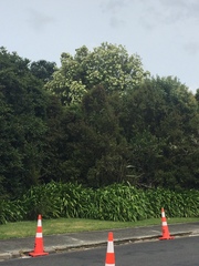 Backhousia citriodora