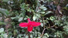 Asteranthera ovata