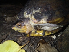 Kinosternon scorpioides