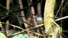 Oncostoma cinereigulare