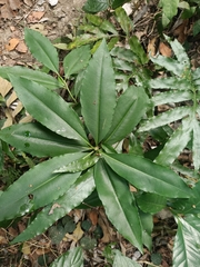 Ardisia virens