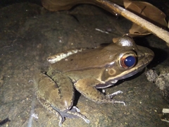 Lithobates maculatus