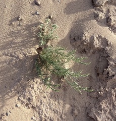 Oligomeris linifolia