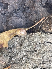 Paropsisterna decolorata