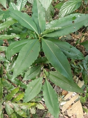 Ardisia virens