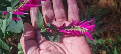 Salvia iodantha