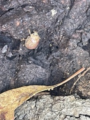 Paropsisterna decolorata