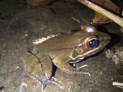 Lithobates maculatus