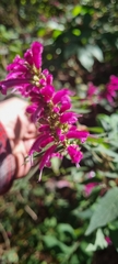 Salvia iodantha