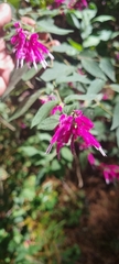 Salvia iodantha