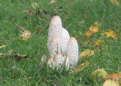 Coprinus