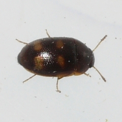 Litargus
