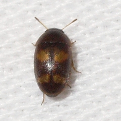 Litargus