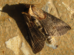 Abrostola triplasia