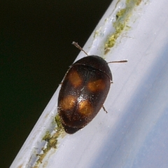 Litargus tetraspilotus