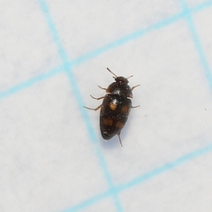 Litargus