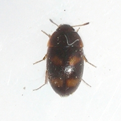 Litargus