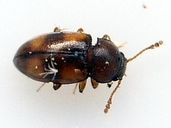 Toramus pulchellus