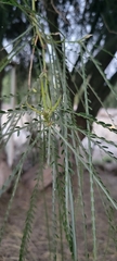 Parkinsonia aculeata