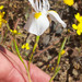 Moraea serpentina - Photo 由 Chris Vynbos 所上傳的 (c) Chris Vynbos，保留部份權利CC BY-SA