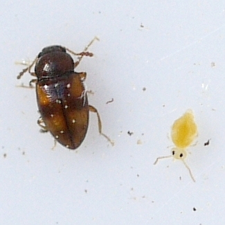 Beautiful Pleasing Fungus Beetle photo 2