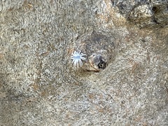 Cryptolaemus montrouzieri