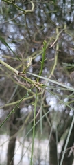 Parkinsonia aculeata