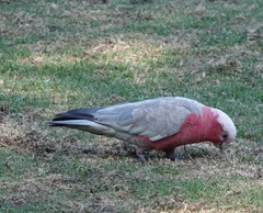 Eolophus roseicapilla albiceps