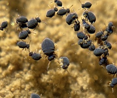 Sminthurinus atrapallidus