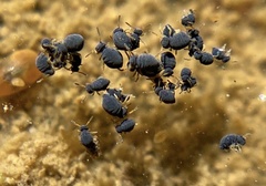 Sminthurinus atrapallidus