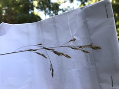 Poa ensiformis