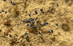 Sminthurinus atrapallidus
