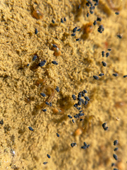 Sminthurinus atrapallidus
