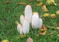 Coprinus