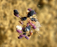 Sminthurinus atrapallidus